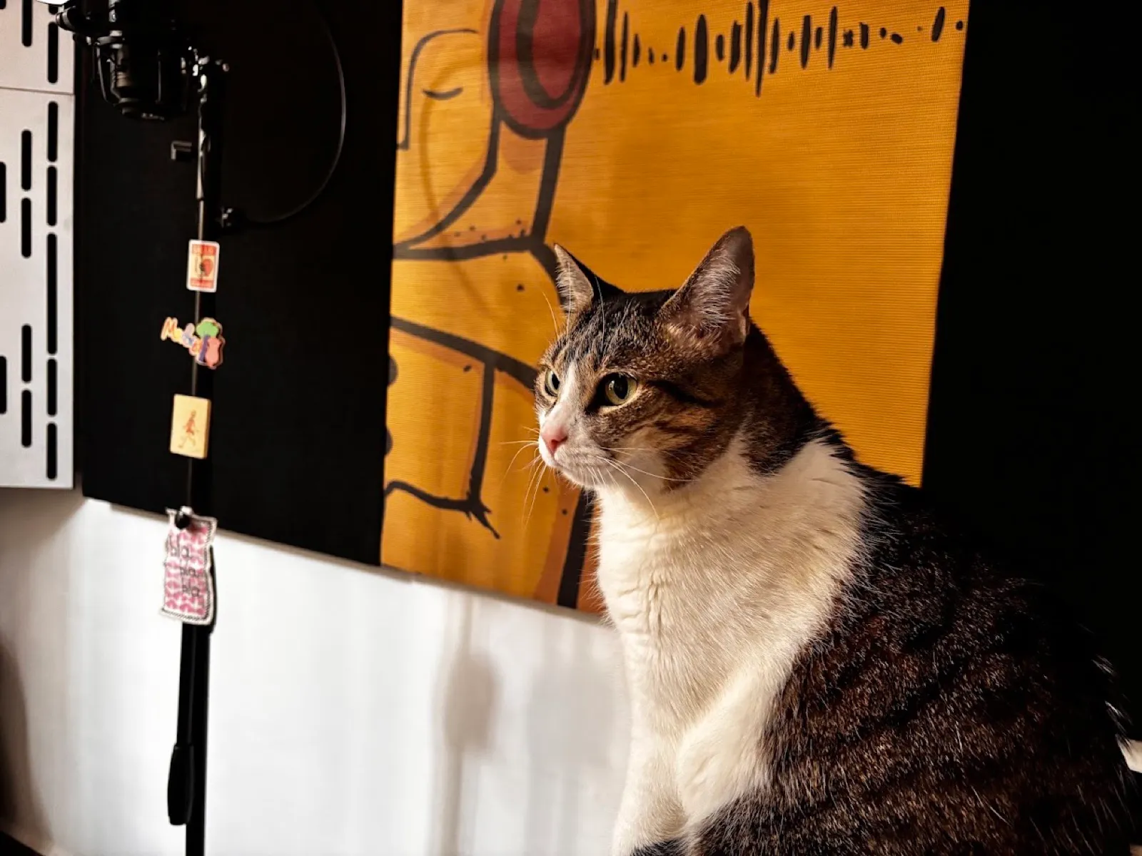 Epifanía, la gata de Paola, en el estudio de grabación