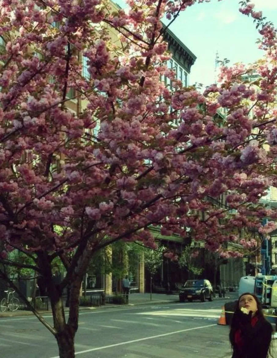 Paola bajo un cerezo en flor en una calle de ciudad